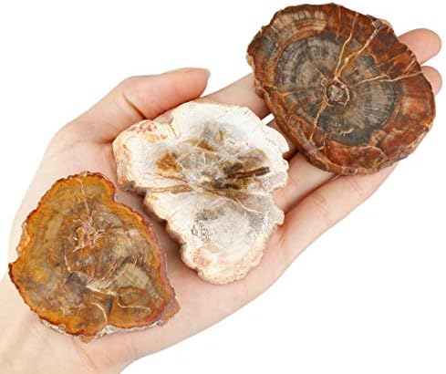 Rockcloud Natural Petrified Wood Stones Chakra Healing Specimen Pack of 5