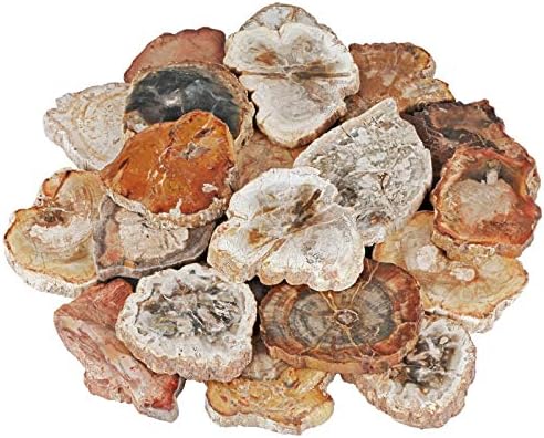 Rockcloud Natural Petrified Wood Stones Chakra Healing Specimen Pack of 5