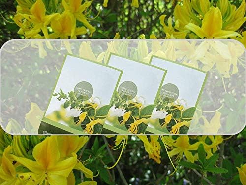 Honeysuckle Scented Sachets Pack of 3 Spring Summer