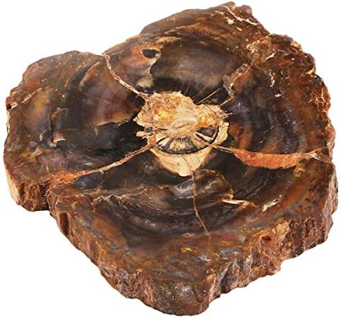 Rockcloud Natural Petrified Wood Coaster Healing Stone Specimen 1 PC
