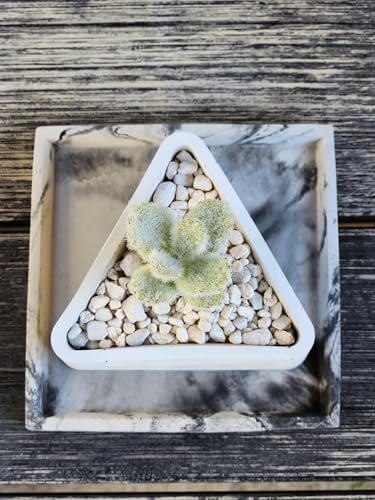 Triangle Concrete Planter for Succulents and Decor