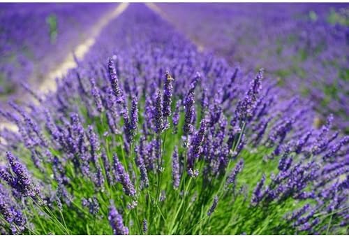 Ultra Essentials Lavender Sachets Fresh Natural Fragrance 4 Pack
