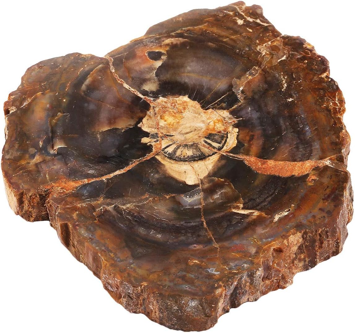 Rockcloud Natural Petrified Wood Coaster Healing Stone Specimen 1 PC