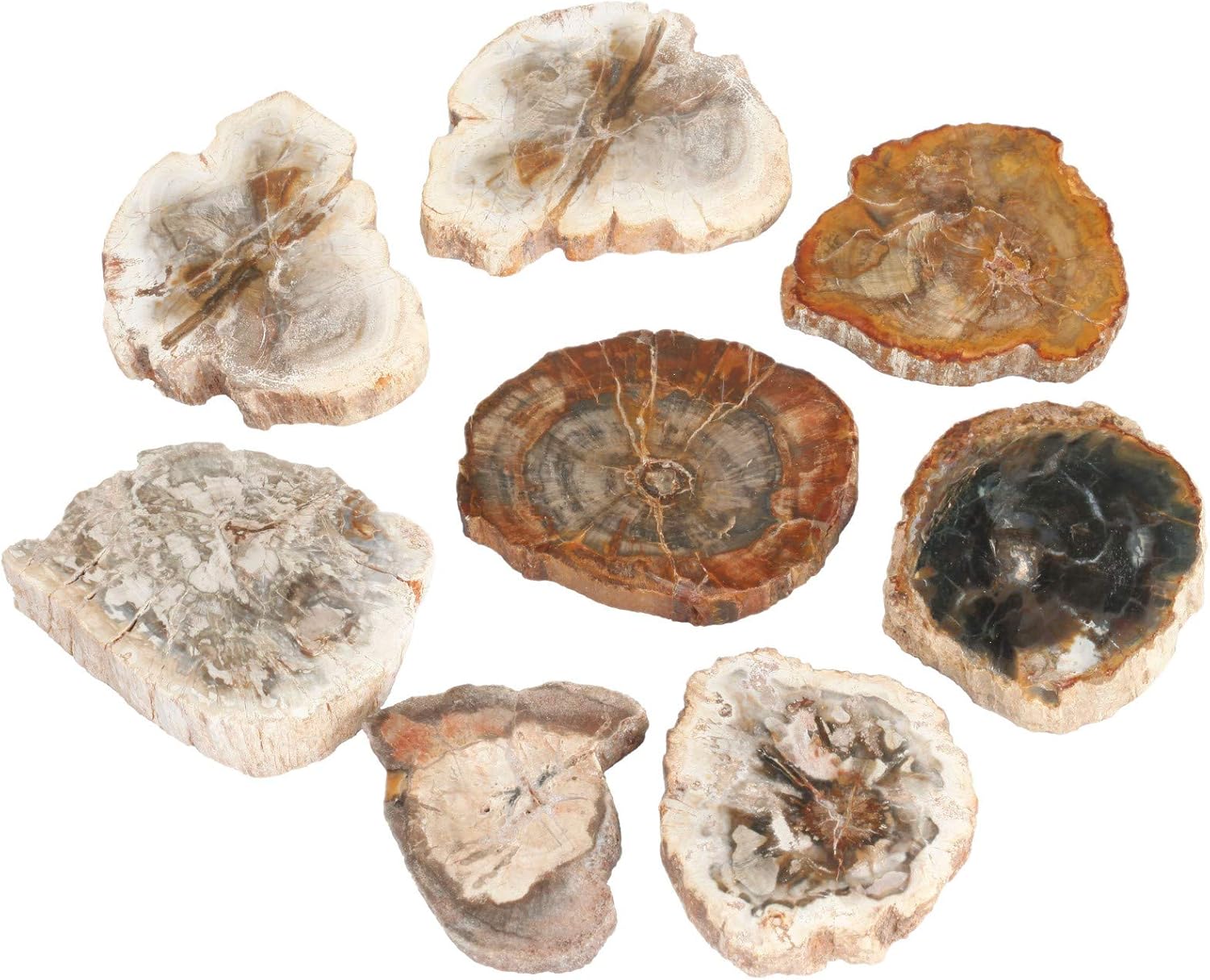 Rockcloud Natural Petrified Wood Stones Chakra Healing Specimen Pack of 5