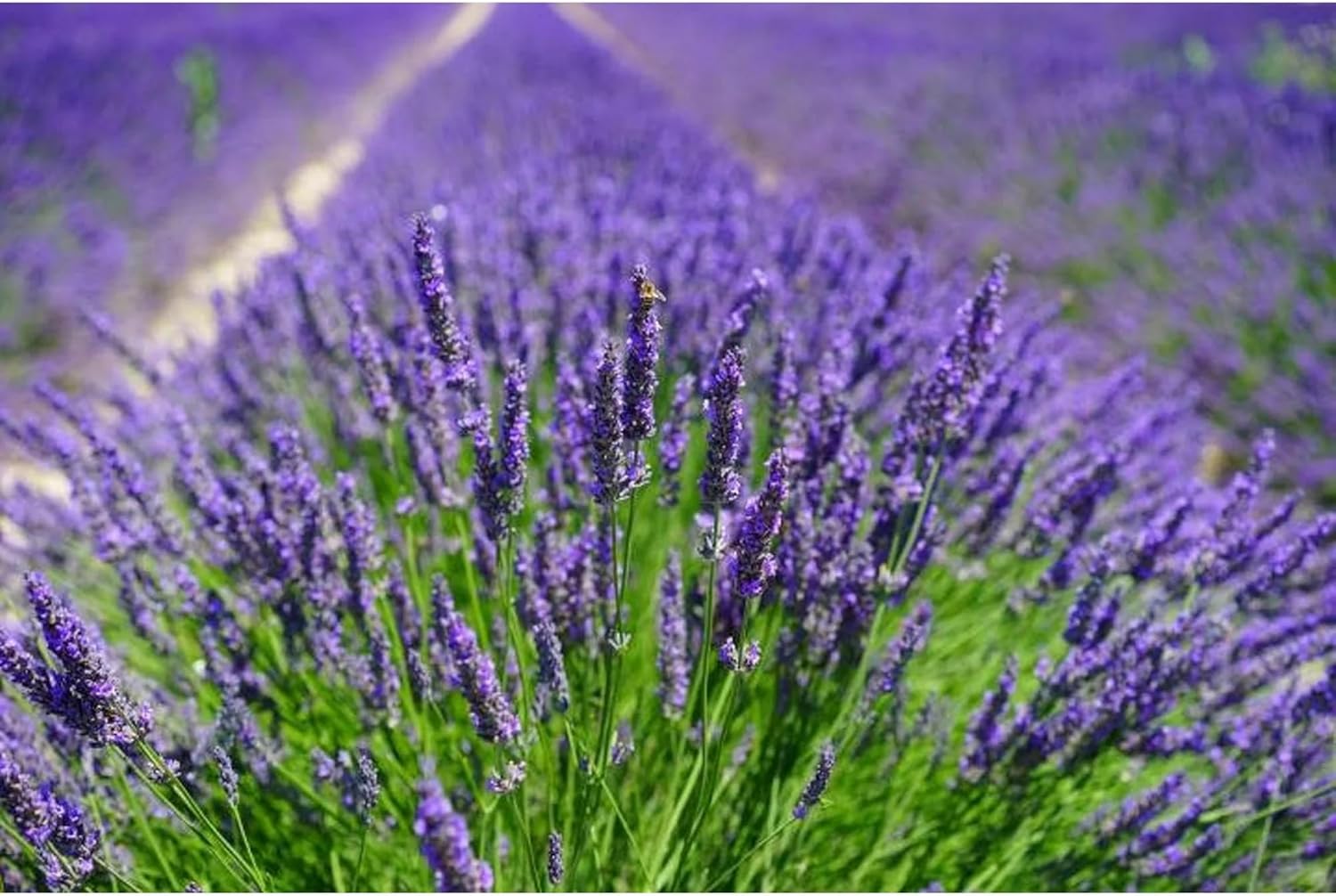 Ultra Essentials Lavender Sachets Fresh Natural Fragrance 4 Pack
