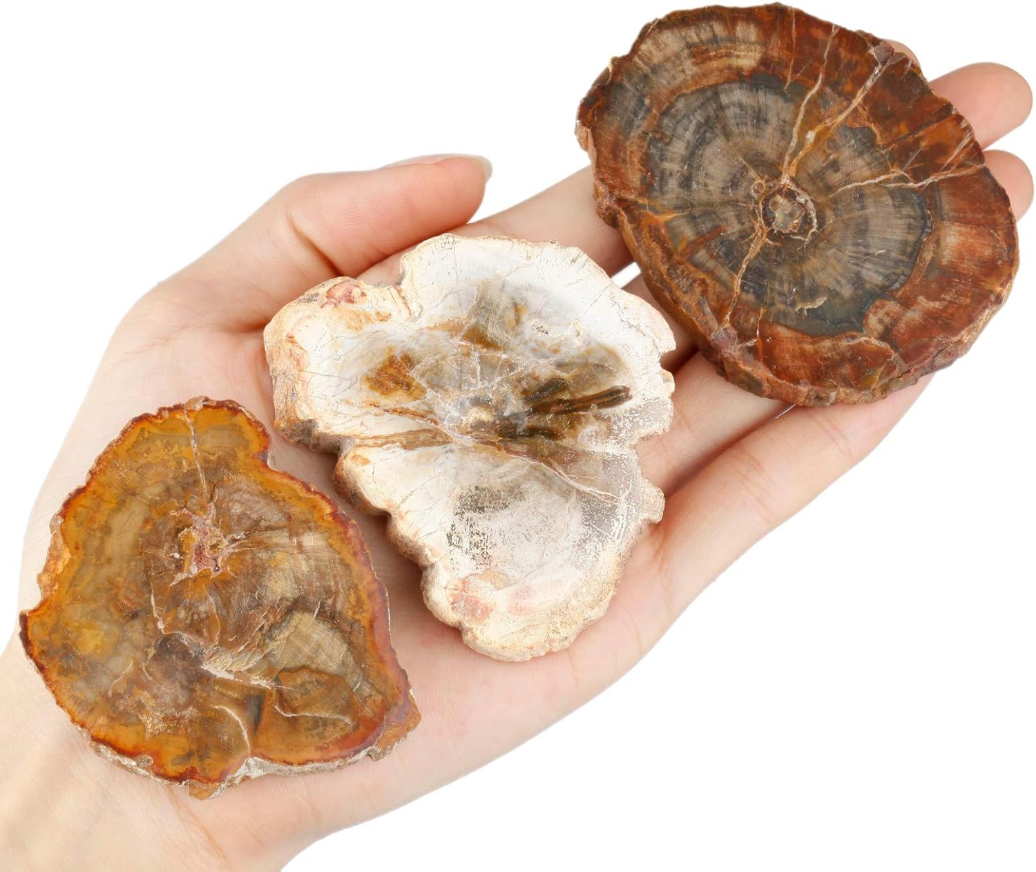 Rockcloud Natural Petrified Wood Stones Chakra Healing Specimen Pack of 5