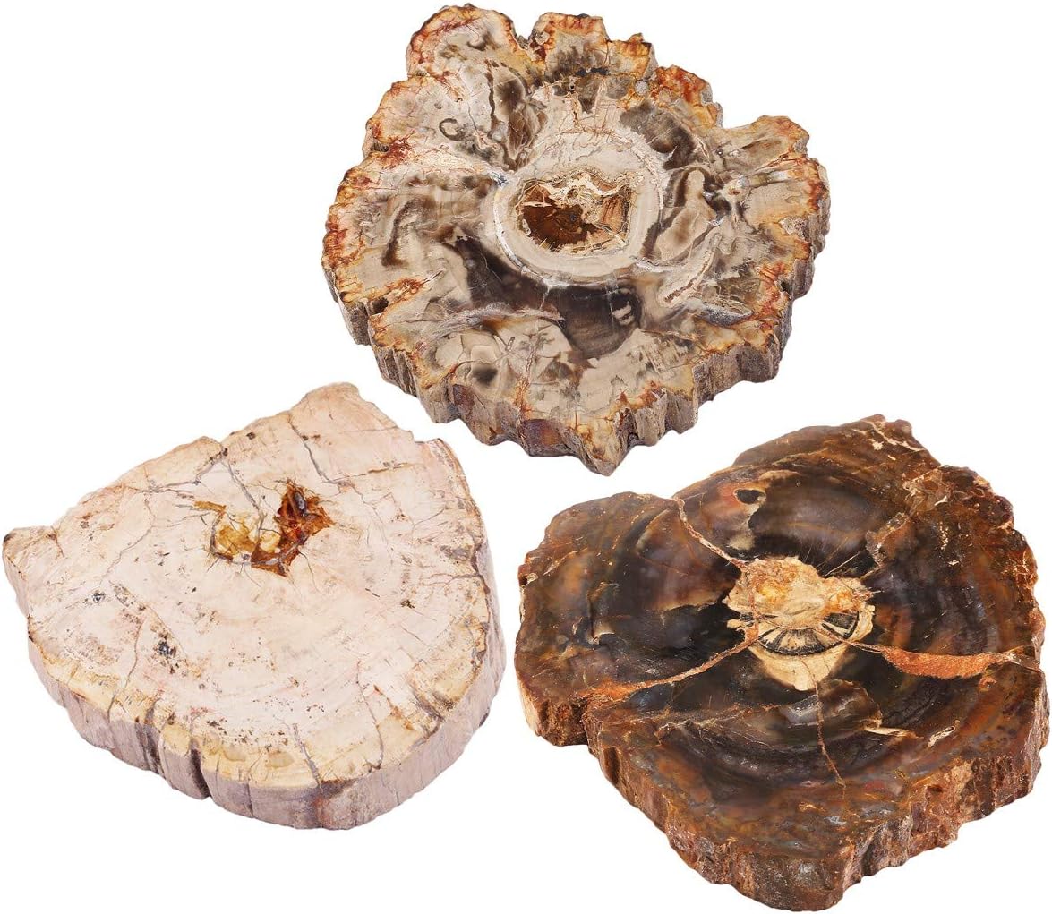 Rockcloud Natural Petrified Wood Coaster Healing Stone Specimen 1 PC