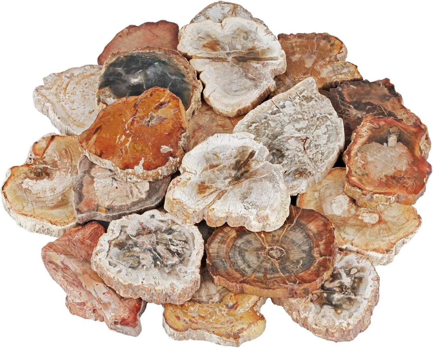 Rockcloud Natural Petrified Wood Stones Chakra Healing Specimen Pack of 5