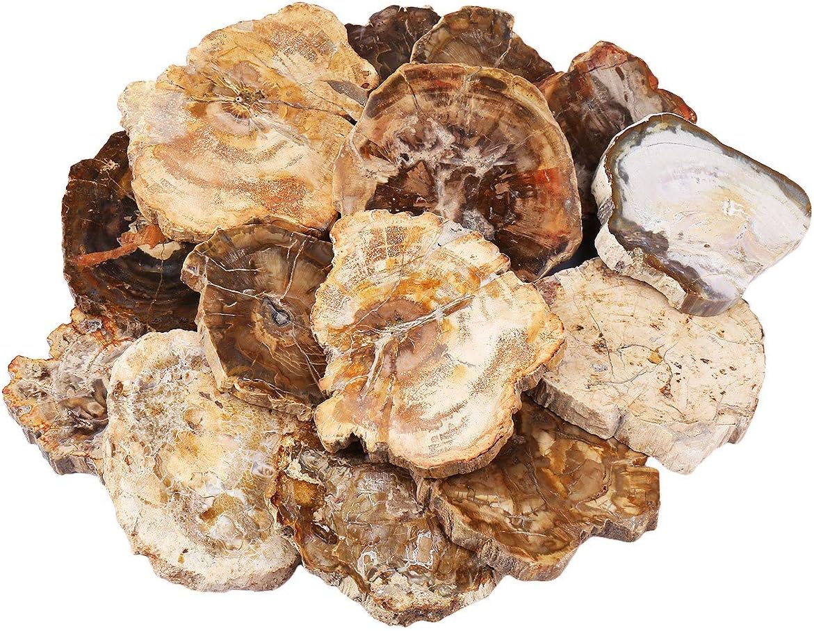 Rockcloud Natural Petrified Wood Coaster Healing Stone Specimen 1 PC